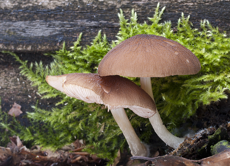 Pluteus luctuosus